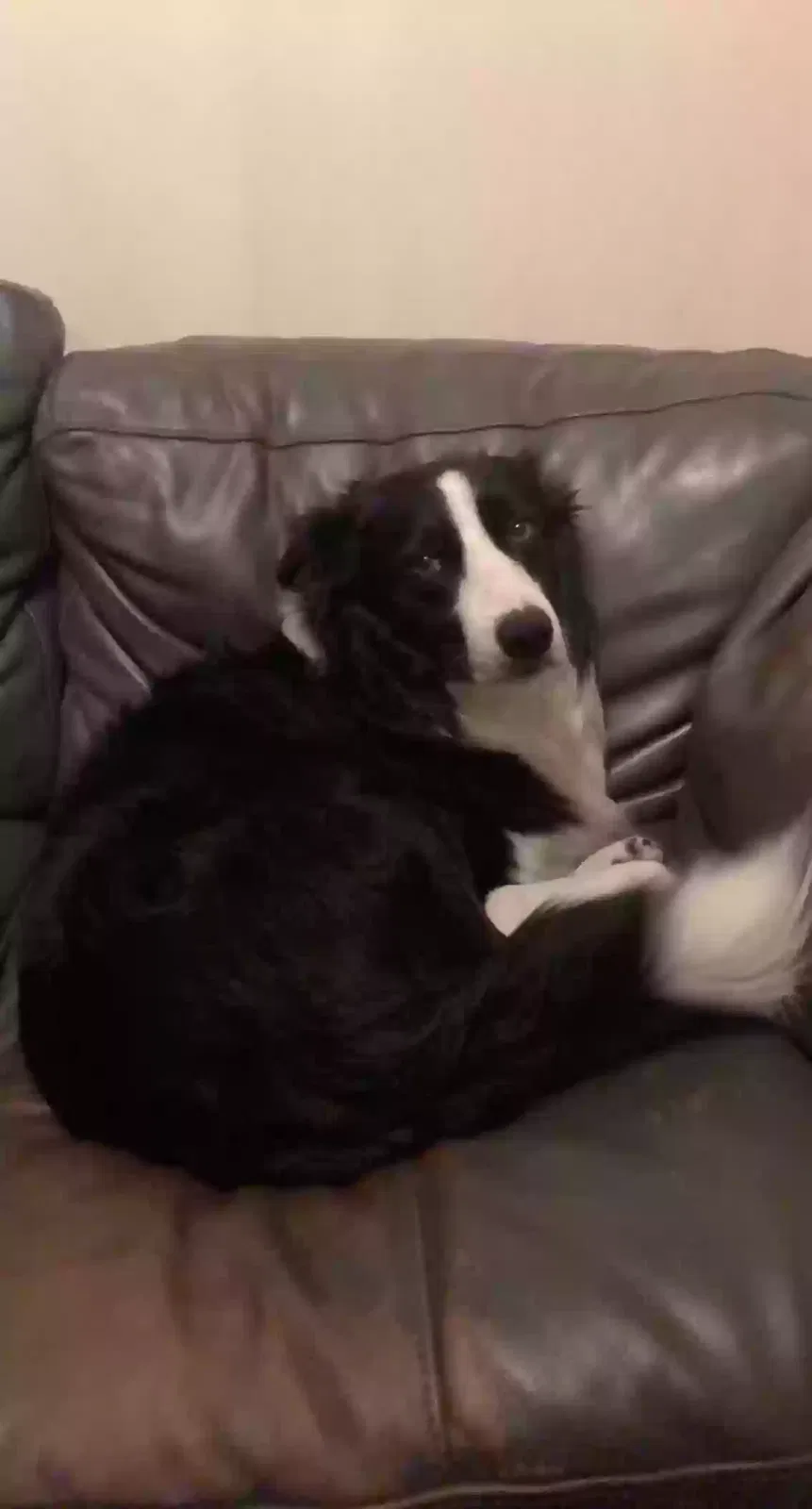 Zac, Border Collie Dog for adoption in Manchester, England