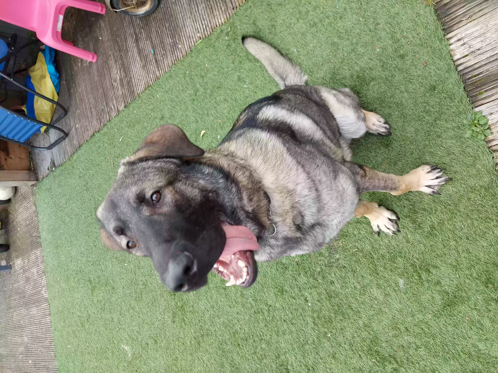 Logan, Caucasian/German Shepherd Dog for adoption in Bradford, England