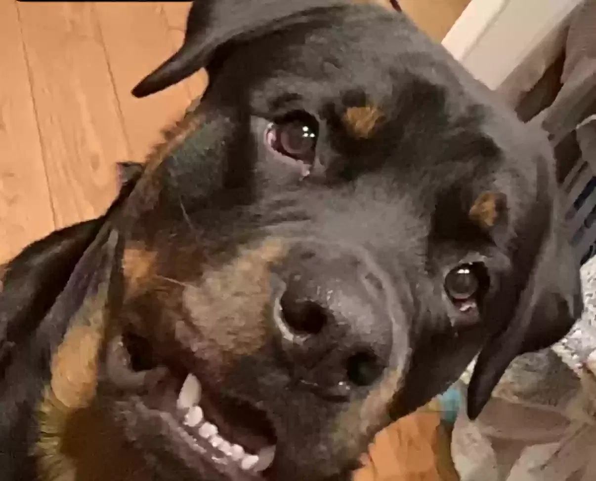 Roscoe, Rottweiler Dog for adoption in Glasgow, Scotland