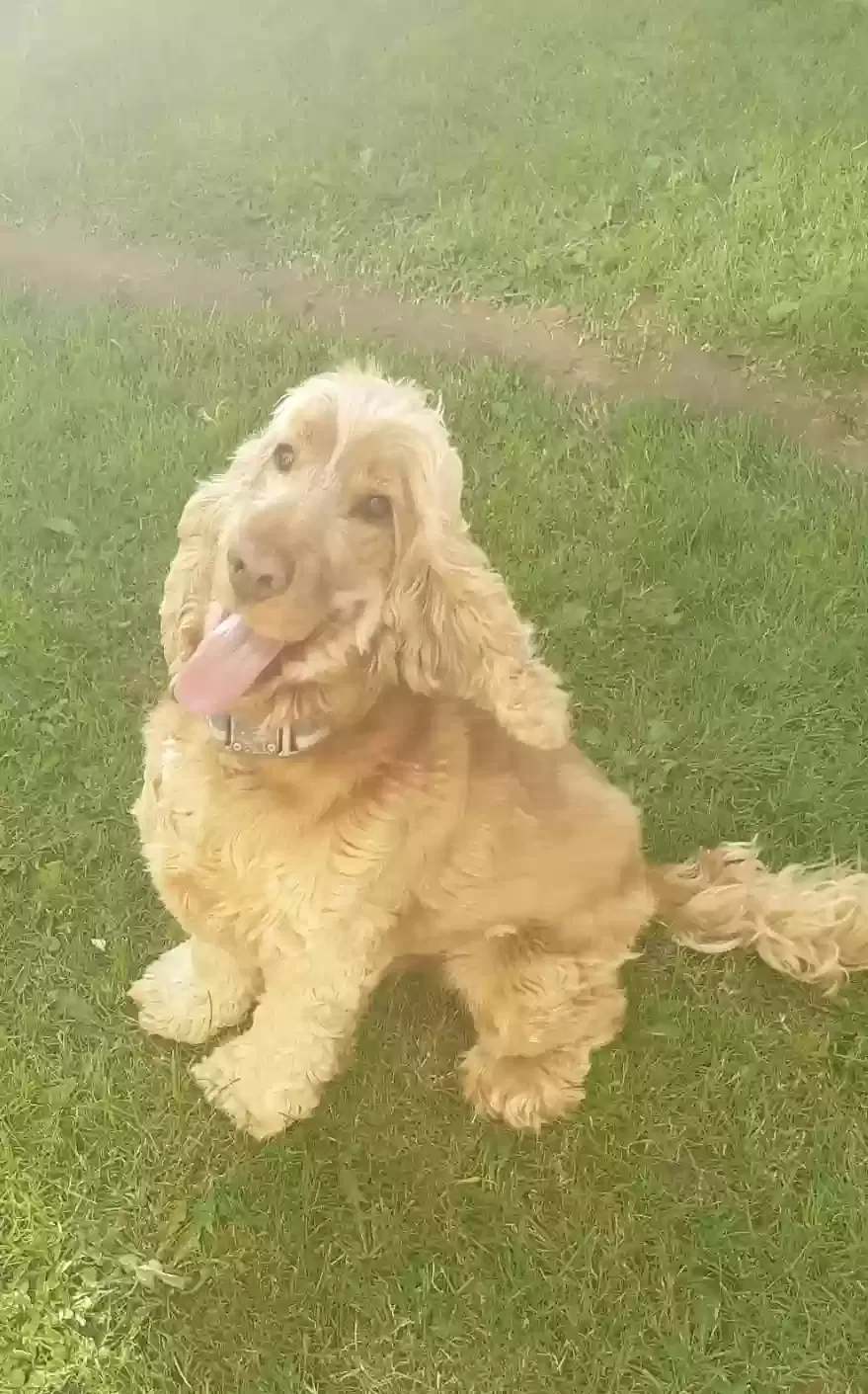 Rusty, Cocker Spaniel Dog for adoption in Belfast, Northern Ireland
