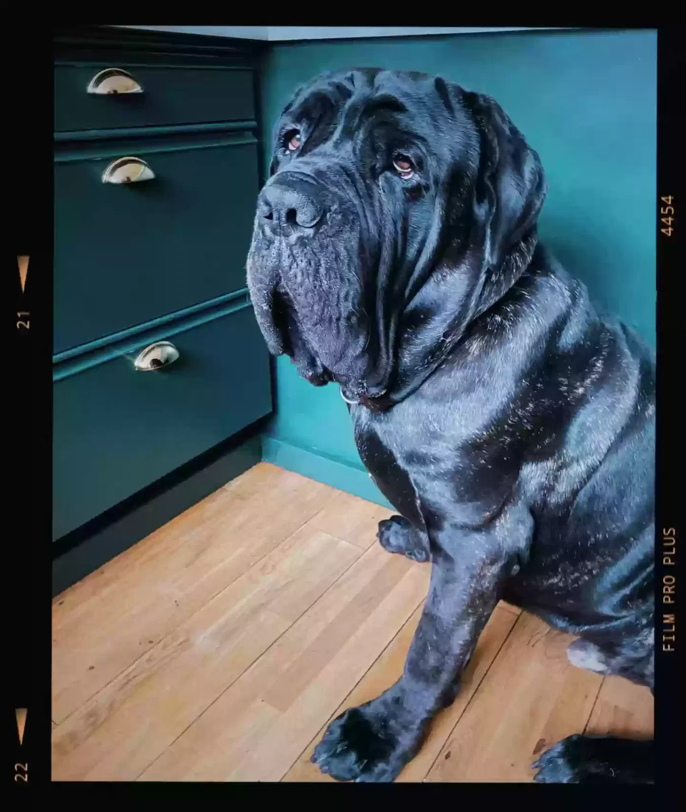 D, Neapolitan Mastiff Dog for adoption in London, England