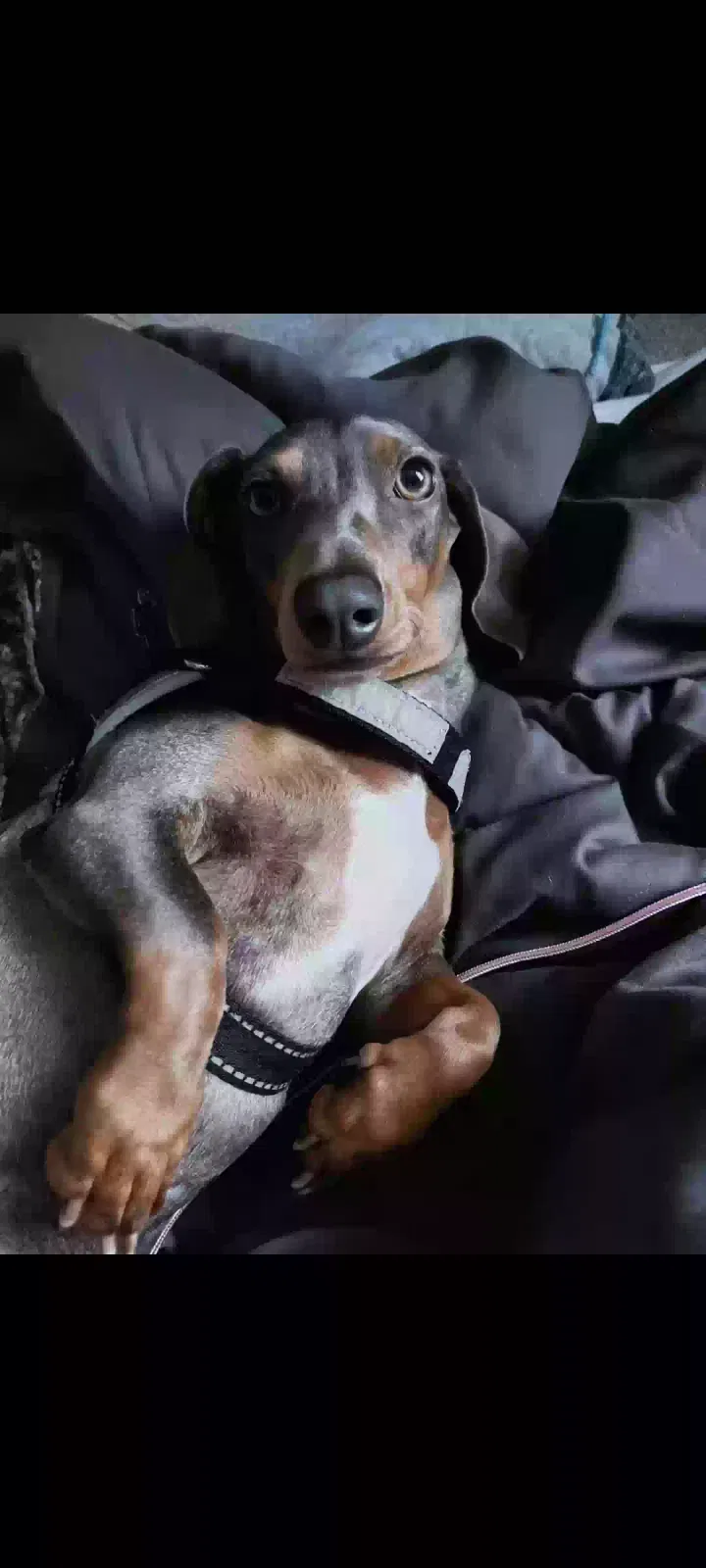 Molly, Dachshund mini Dog for adoption in Aberdeen, Scotland