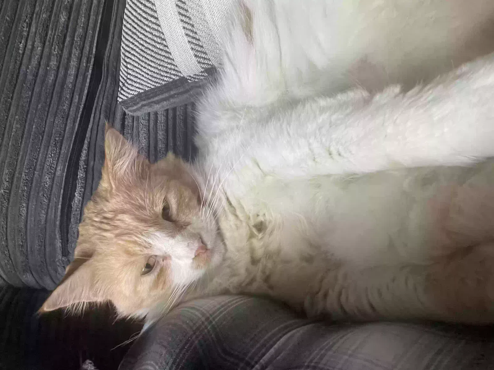 Jasper, Long hair cat Cat for adoption in Glasgow, Scotland