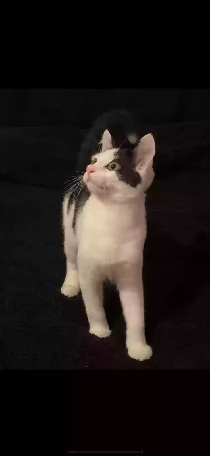 Hic cup, Domestic short hair Cat for adoption in Aberdeen, Scotland