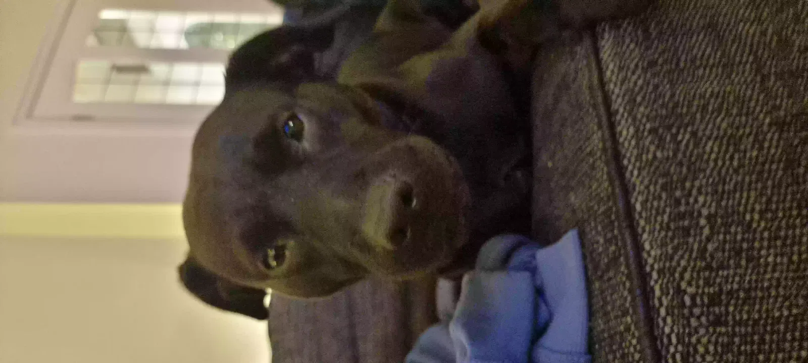 Dexter, Patterdale terrier Dog for adoption in Bradford, England