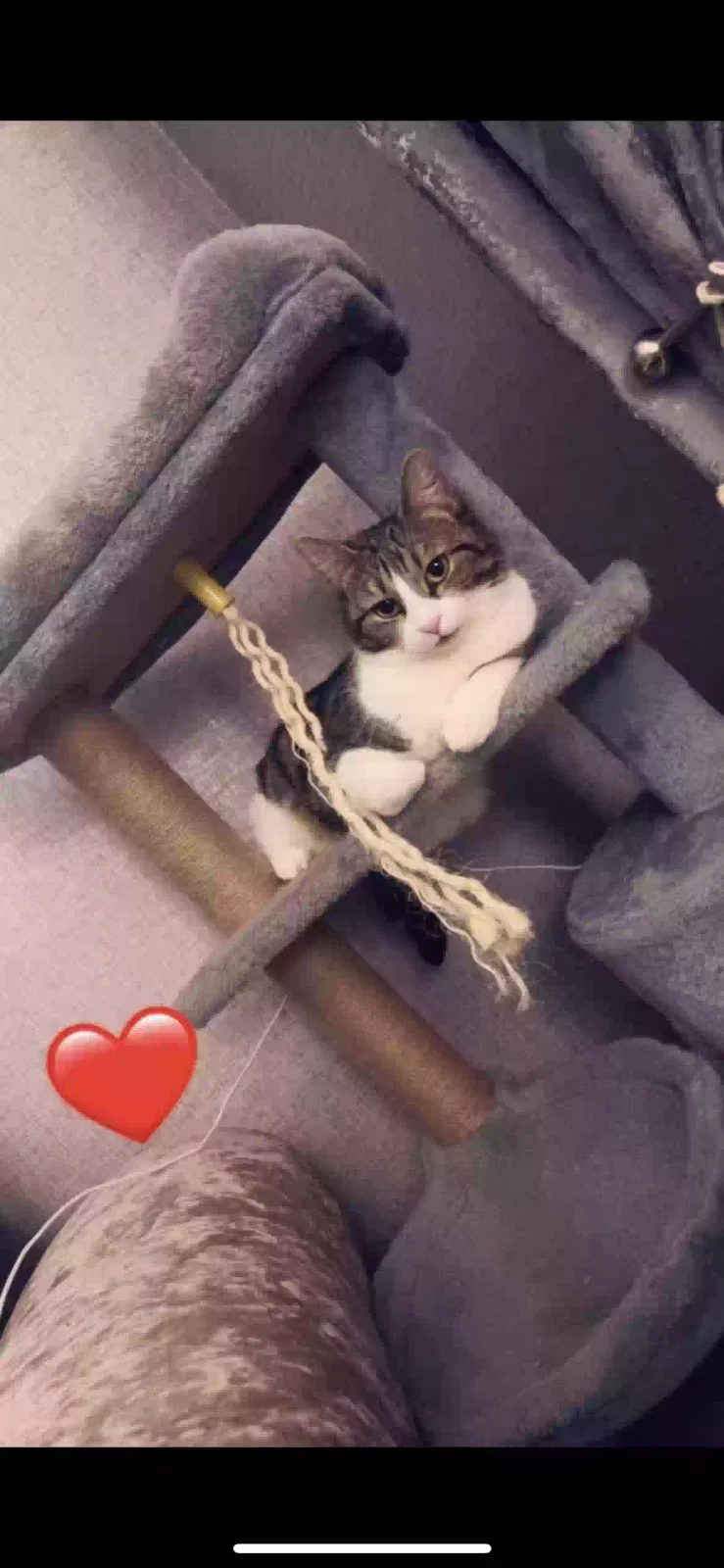LuLu, Unknown Cat for adoption in Manchester, England