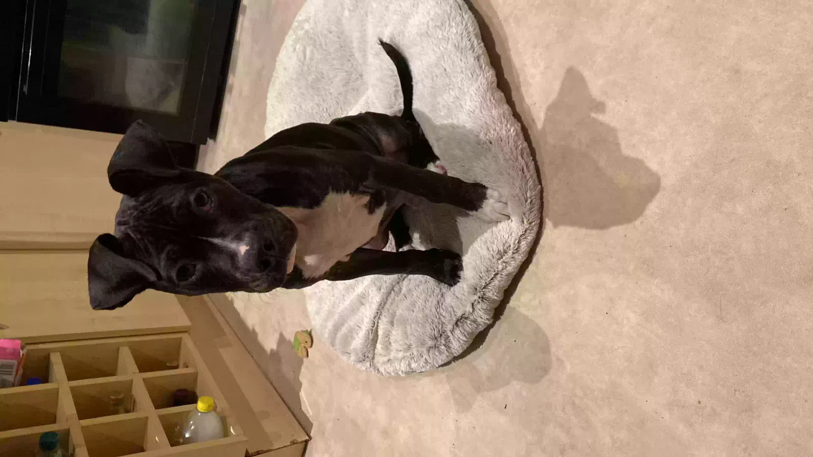 Rocky, Staffy x mastiff Dog for adoption in London, England