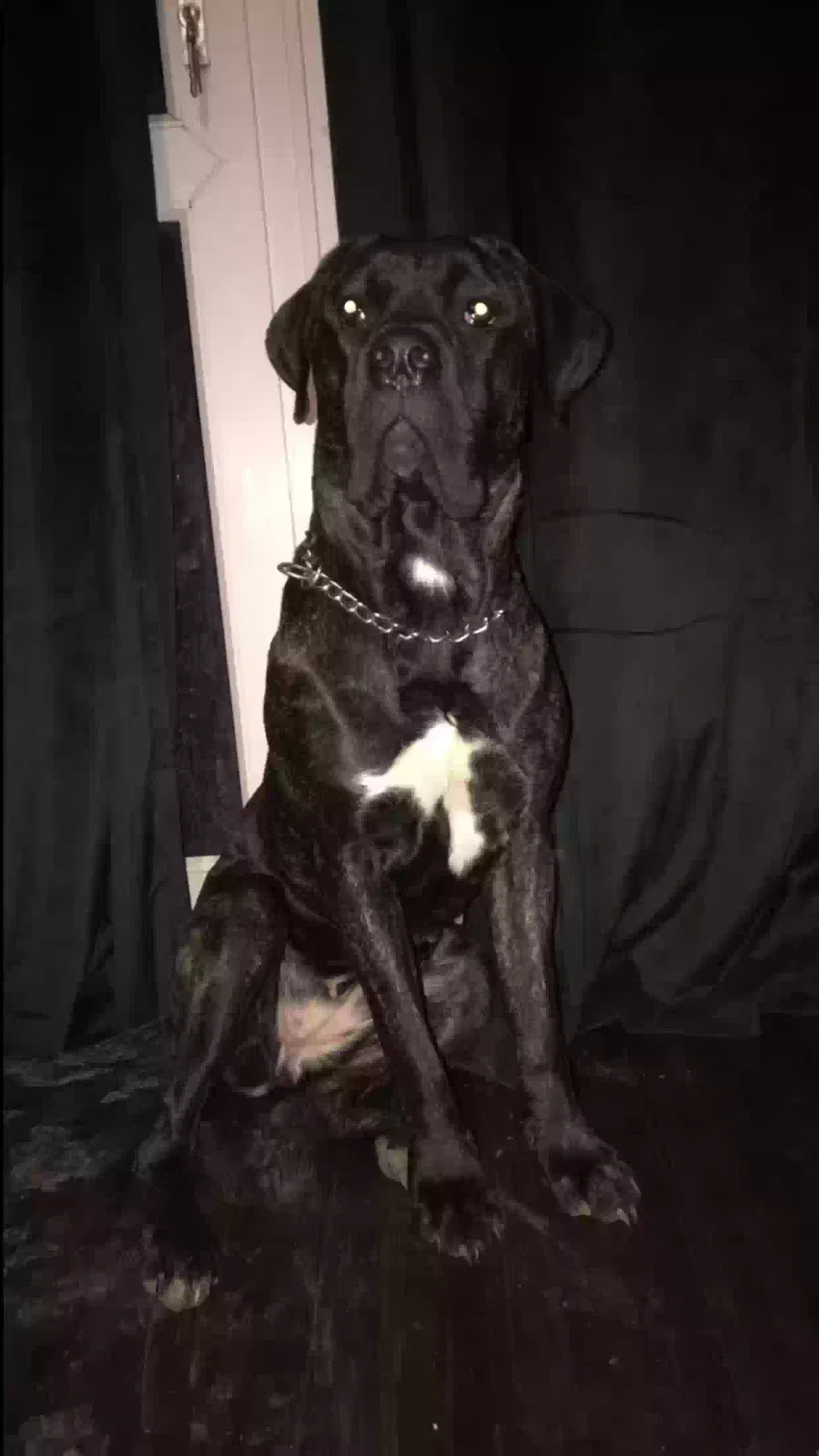 Naya, Cane Corso Dog for adoption in London, England