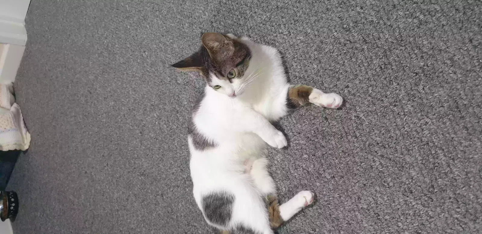 Millie, Unknown Cat for adoption in Cambridge, England