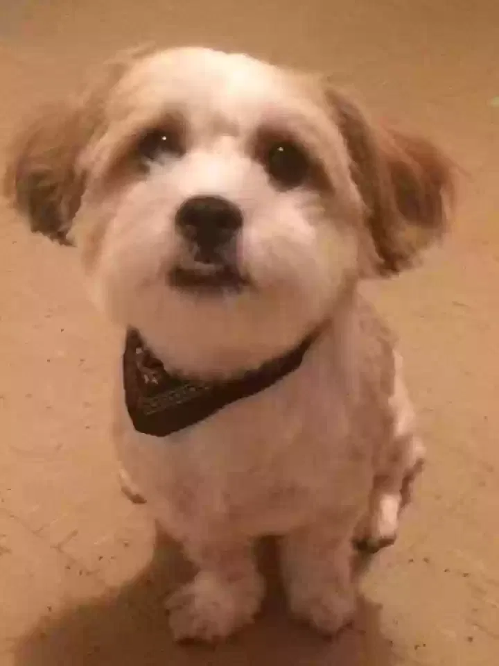 Gizzie, Shitzu x Jack Russell Dog for adoption in Derby, England
