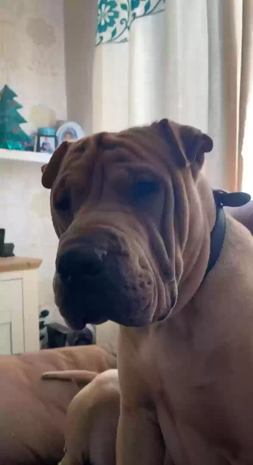 Baloo, American bulldog x sharpei Dog for adoption in Sheffield, England
