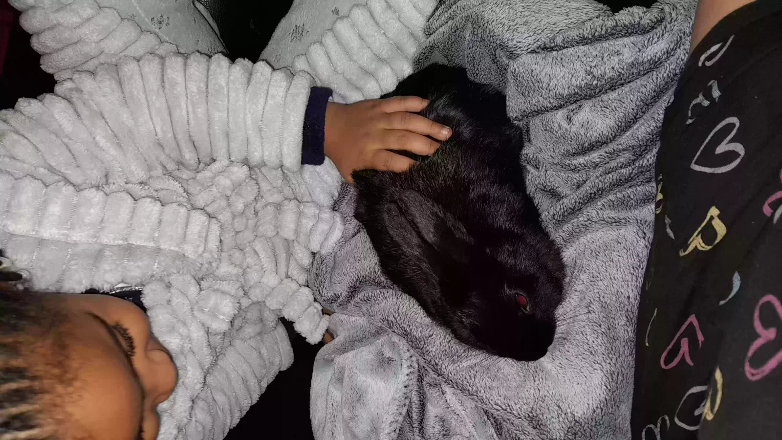 Momo, Rabbit Pet for adoption in London, England