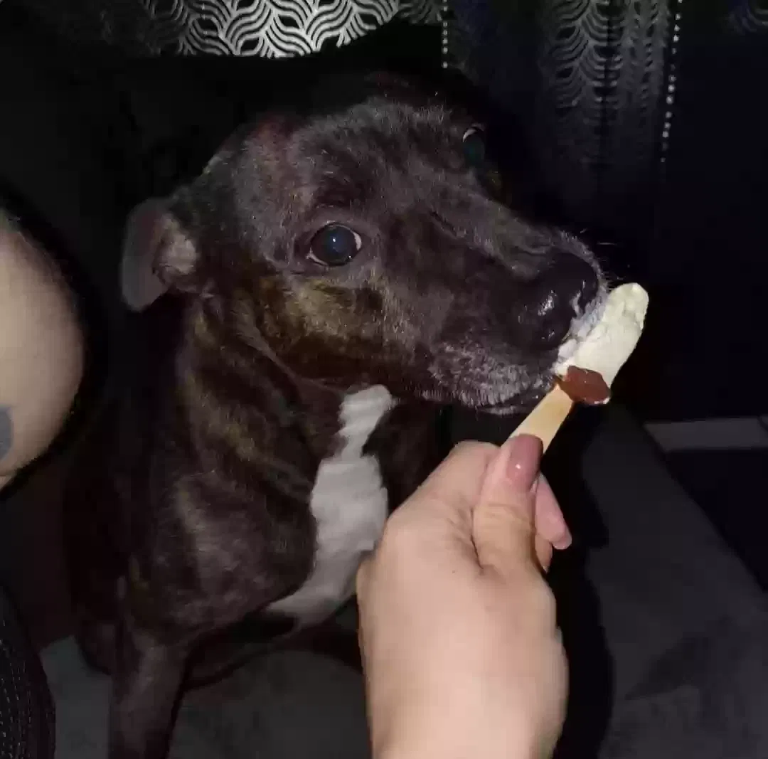 Hector, Stafford mix Dog for adoption in Leicester, England
