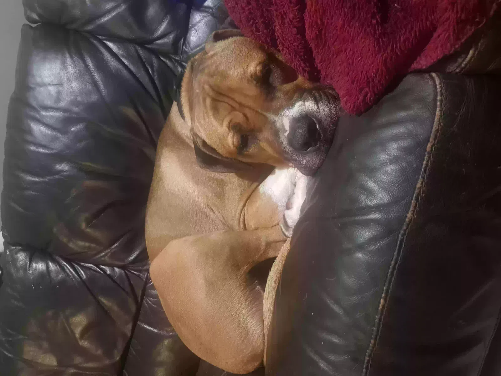 Pablo, American bulldog Dog for adoption in Bristol, England