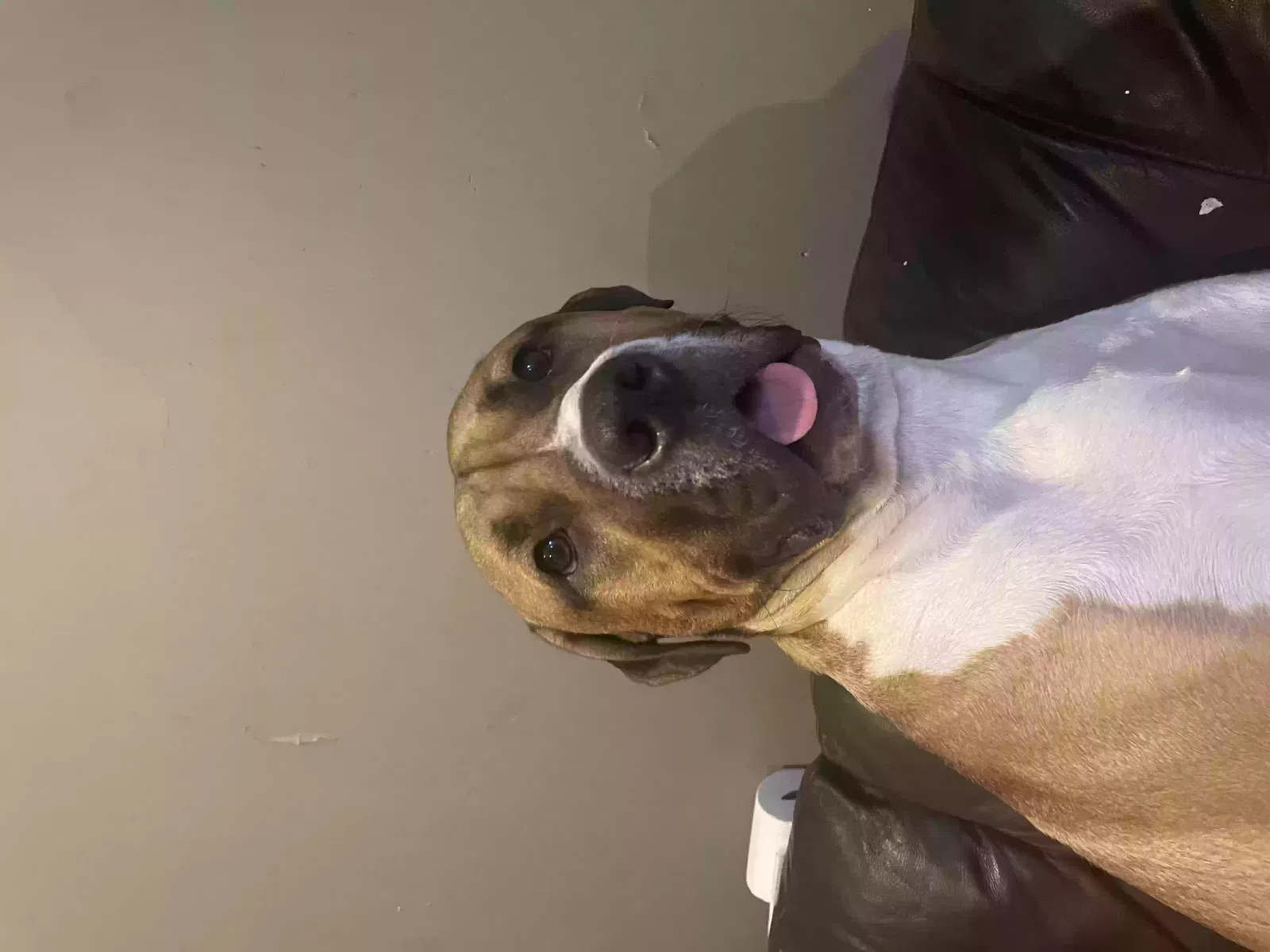 Pablo, American Bulldog/ Pressa Canario Dog for adoption in Bath, England