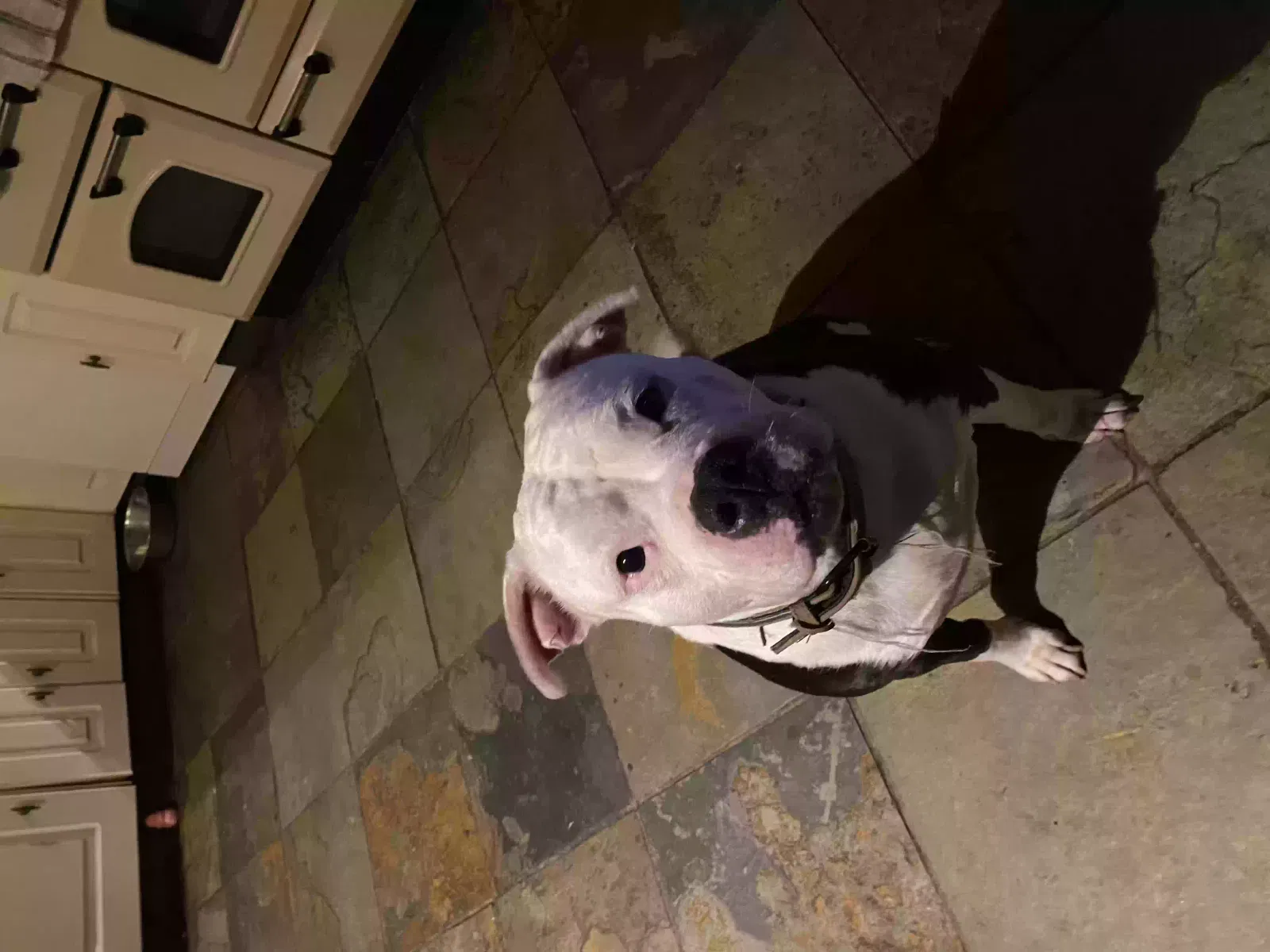 Esme, American bully Dog for adoption in Brighton & Hove, England