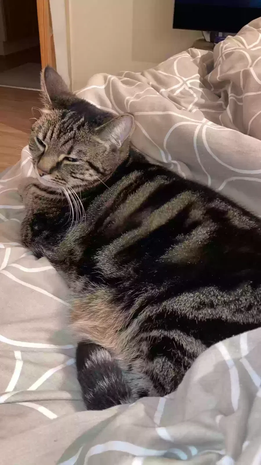Chelsea, Unknown Cat for adoption in Peterborough, England