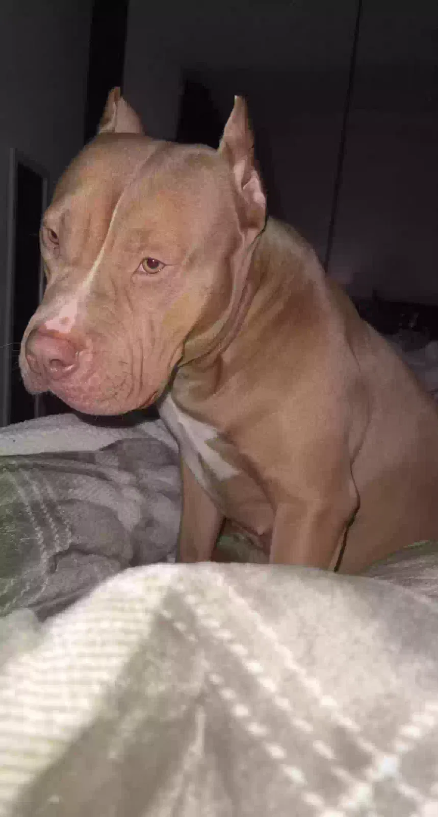 Karma, Xl bully Dog for adoption in Bristol, England
