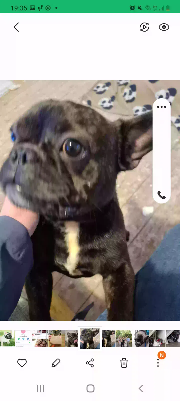 Gus, French bulldog Dog for adoption in Peterborough, England