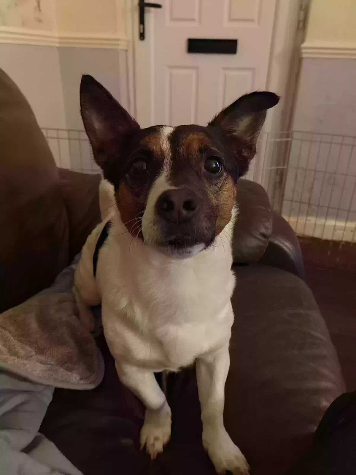 Benji, Jack russel Dog for adoption in Leeds, England
