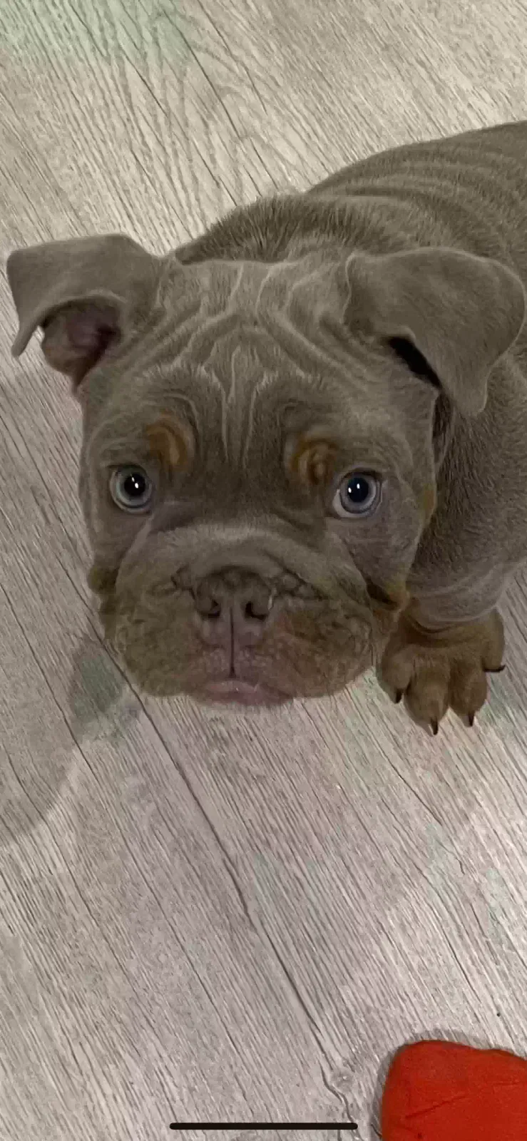 Biggie, Bulldog English Dog for adoption in London, England