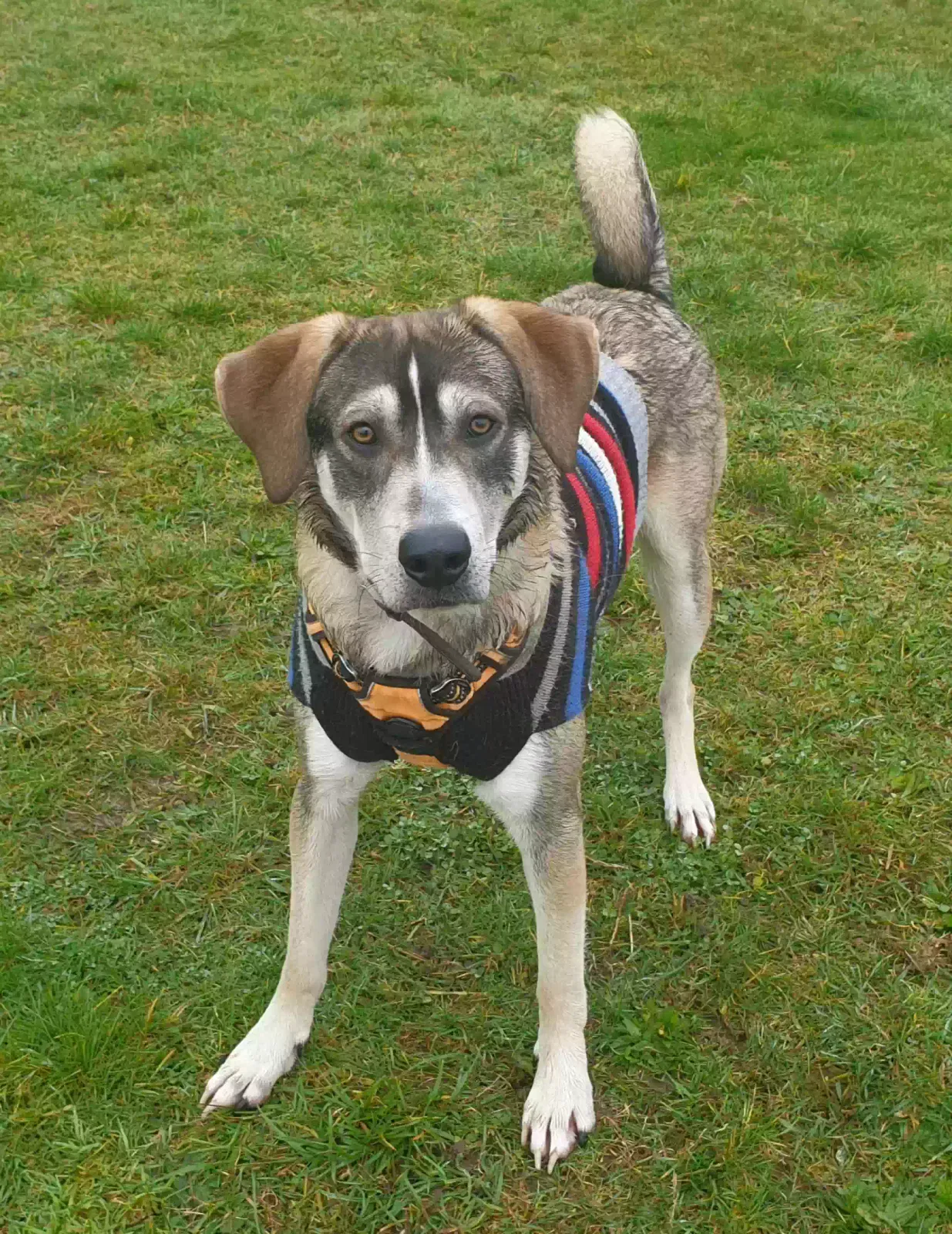 Jake, Unknown Dog for adoption in Salisbury, England