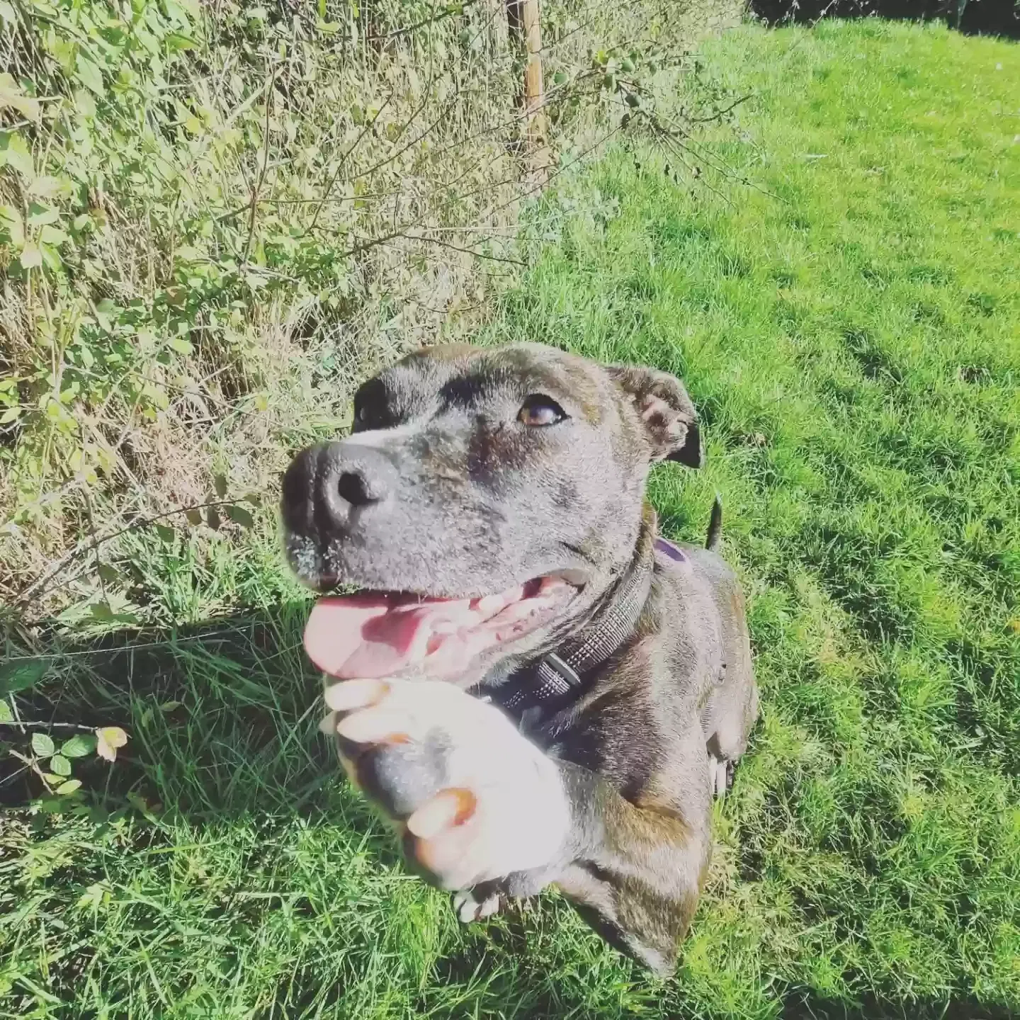 Roxi, Staffordshire bull terrier cross Dog for adoption in Birmingham, England