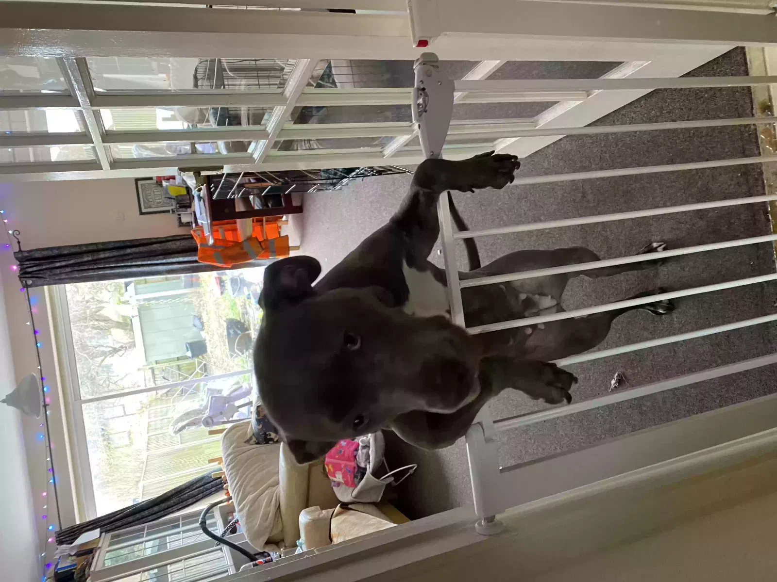 Coco, American Staffordshire bull terrier Dog for adoption in London, England