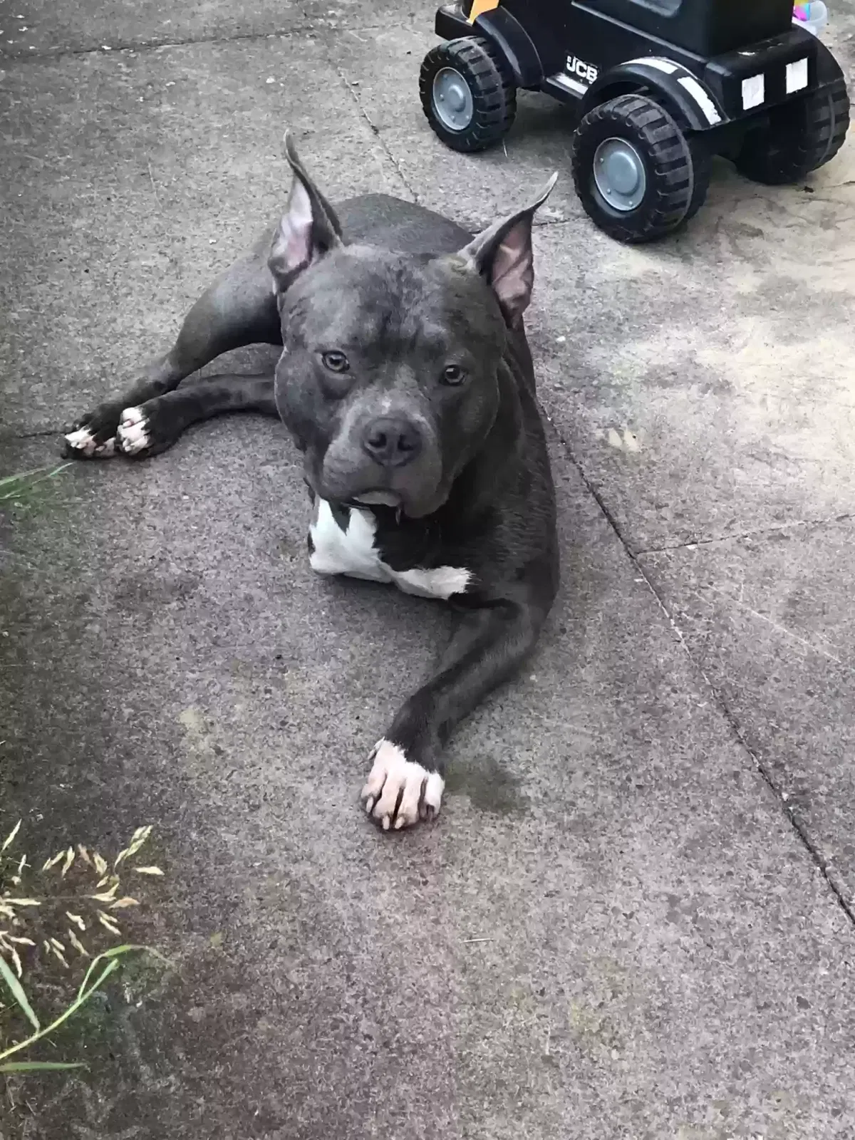 Blaize, American Pocket Bully Dog for adoption in Stoke-On-Trent, England