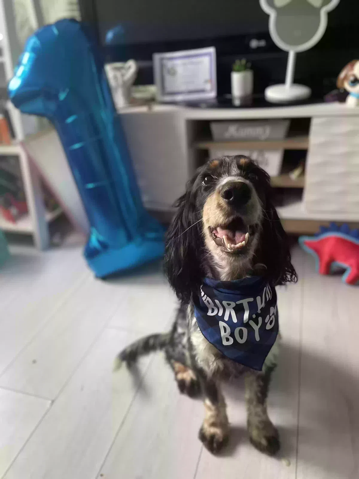 Jofus, Cocker spaniel Dog for adoption in Glasgow, Scotland