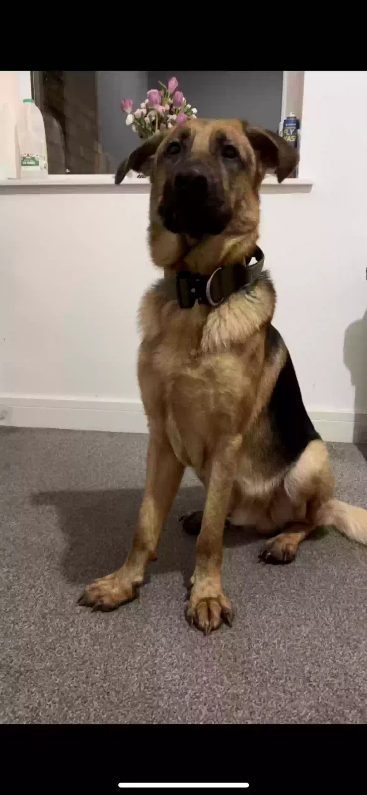 Loki, German Shepherd Dog for adoption in Manchester, England