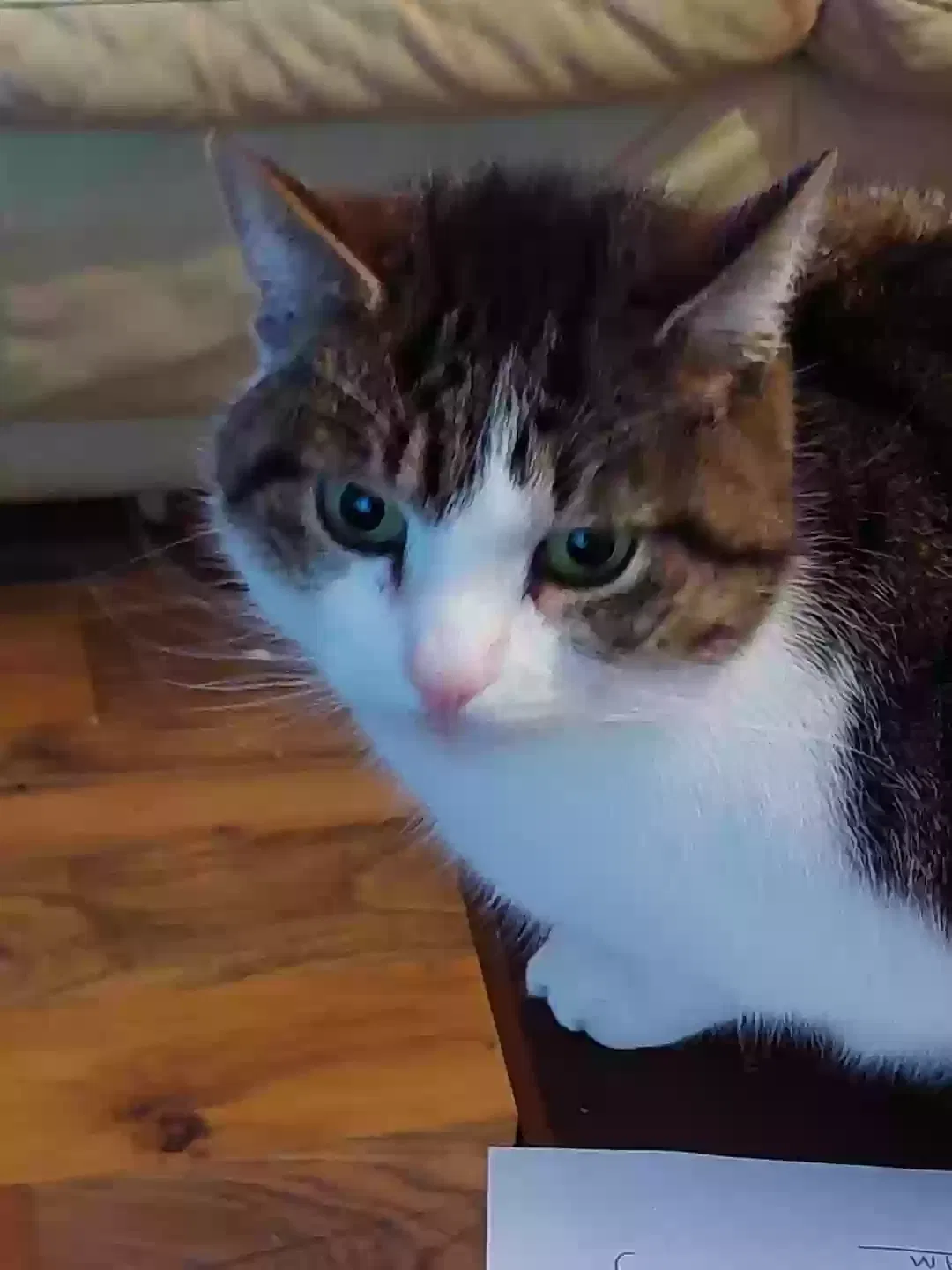 Sprite, Unknown Cat for adoption in Newry, Northern Ireland