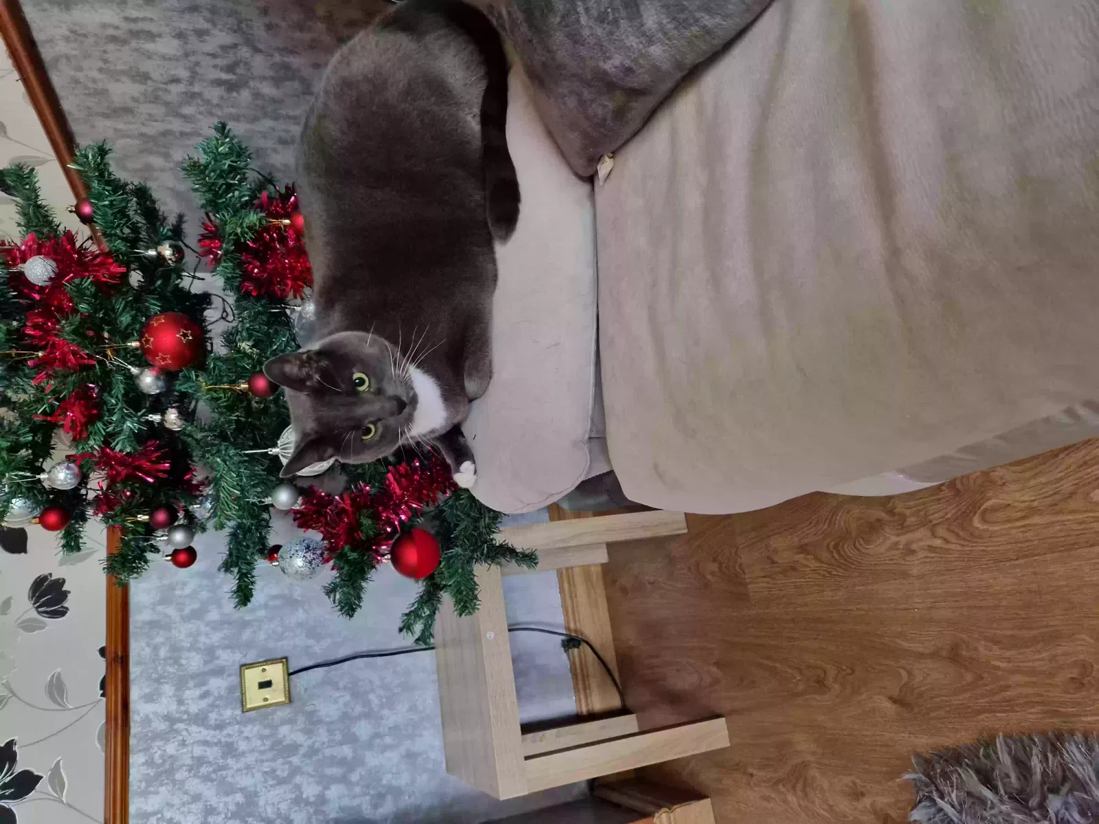 Divock, Shorthaired Cat for adoption in Belfast, Northern Ireland