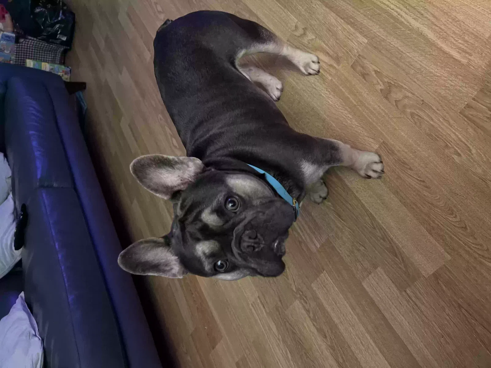 Rocco, French bulldog Dog for adoption in Glasgow, Scotland
