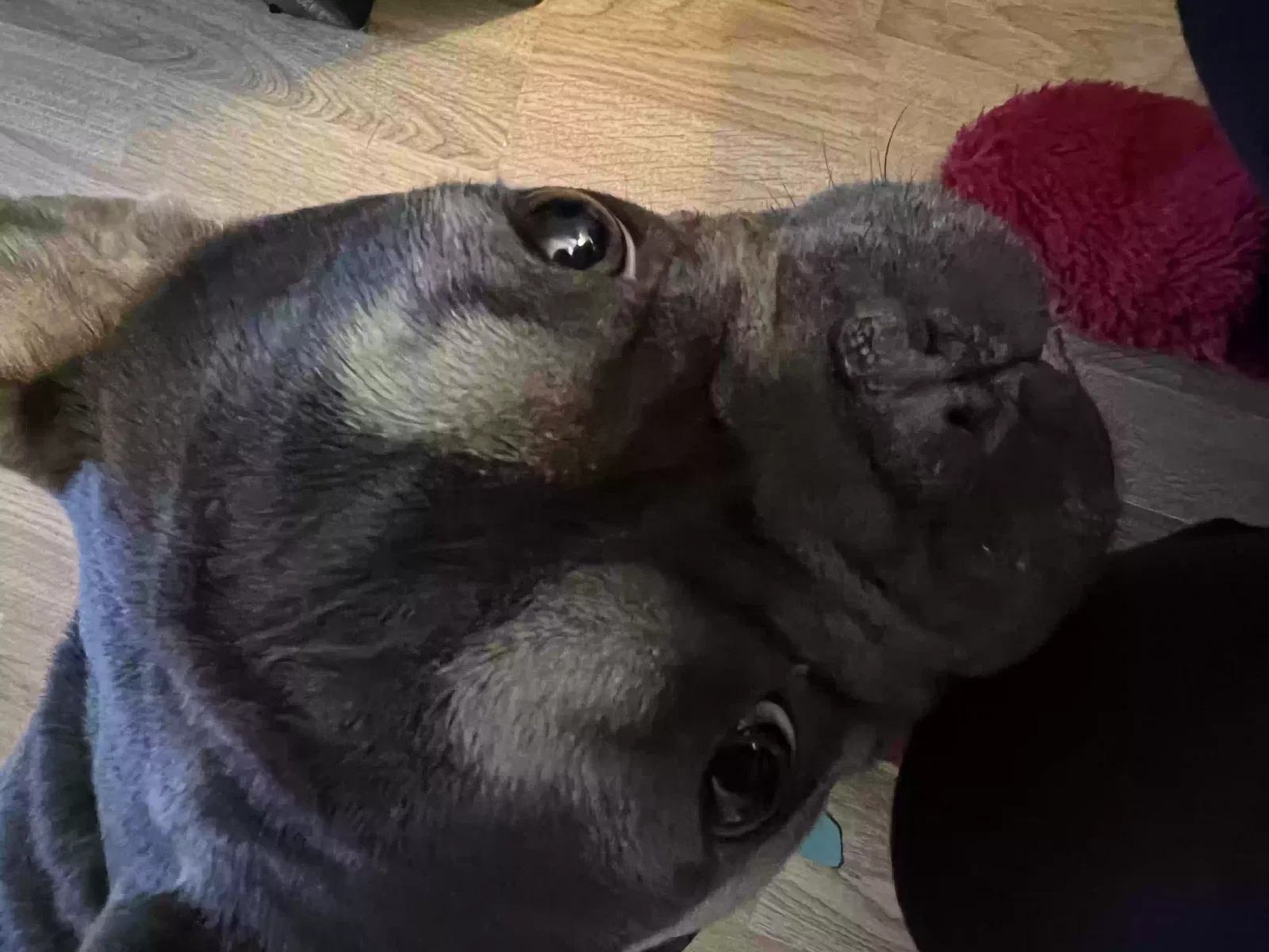 Rocco, Frenchbulldog Dog for adoption in Glasgow, Scotland