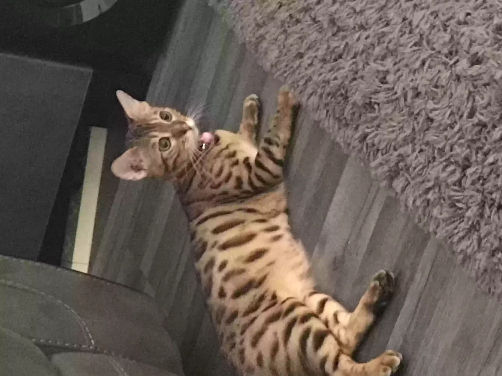 Willow, Bengal Cat for adoption in London, England