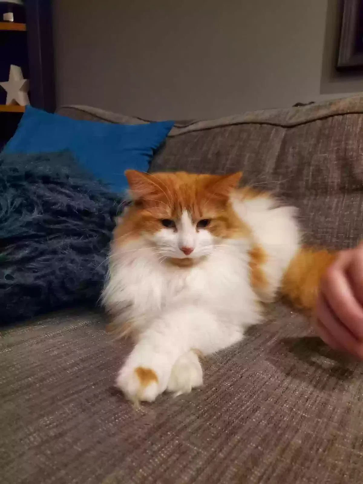 Scruff, Moggie Cat for adoption in St Asaph, Wales