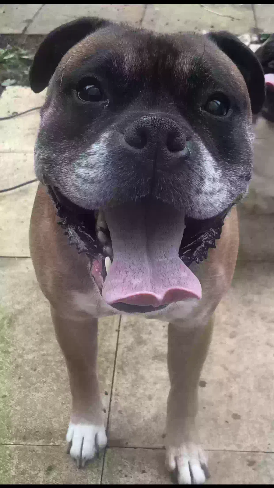 Rocco, Boxer/Staffy Dog for adoption in Derby, England