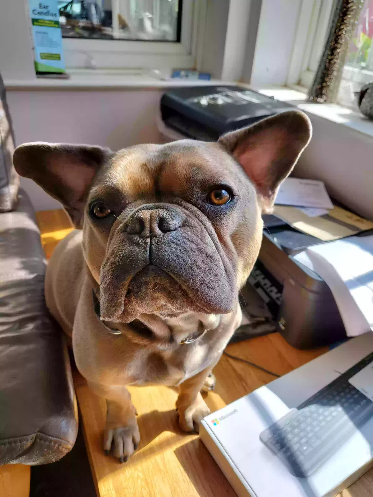 Eros, French bulldog Dog for adoption in London, England