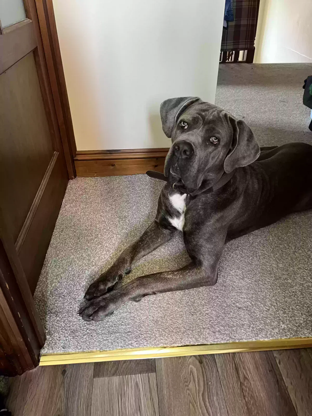 Ivy, Cane corso Dog for adoption in Canterbury, England