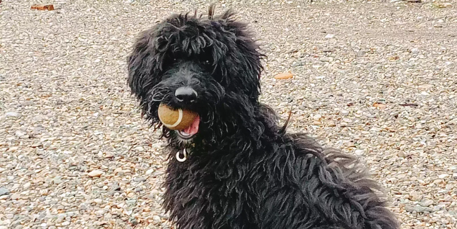 MR COLIN MOONMOTH, COLLIEXPOODLE Dog for adoption in London, England