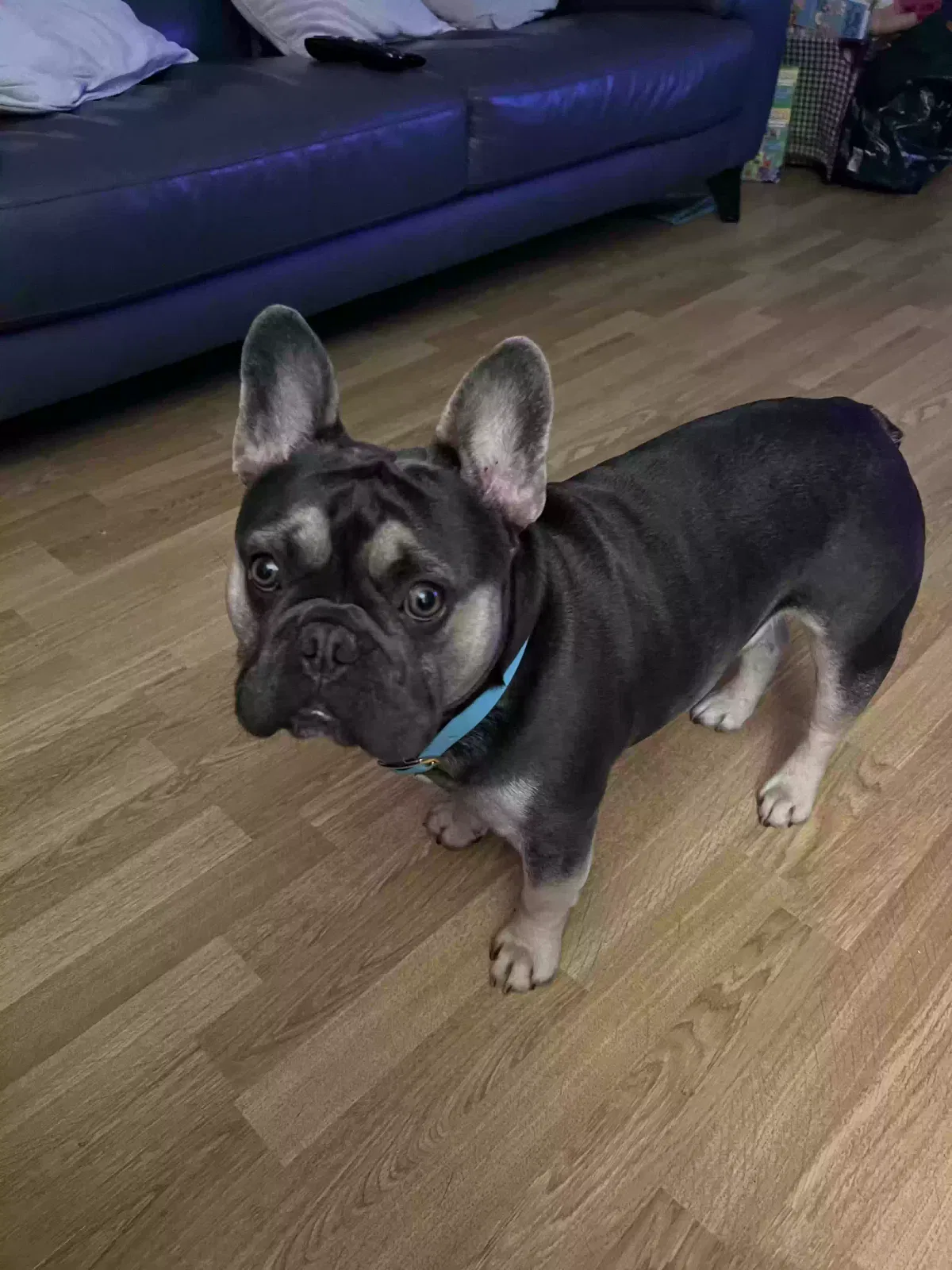 Rocco, Frenchbulldog Dog for adoption in Glasgow, Scotland