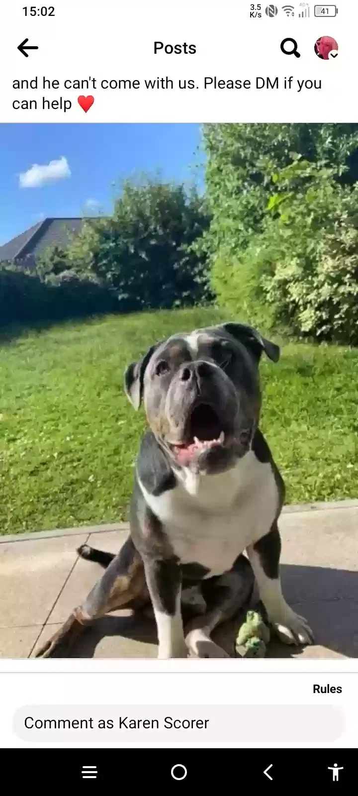 Jax, Old Tyne bull dog Dog for adoption in Sunderland, England