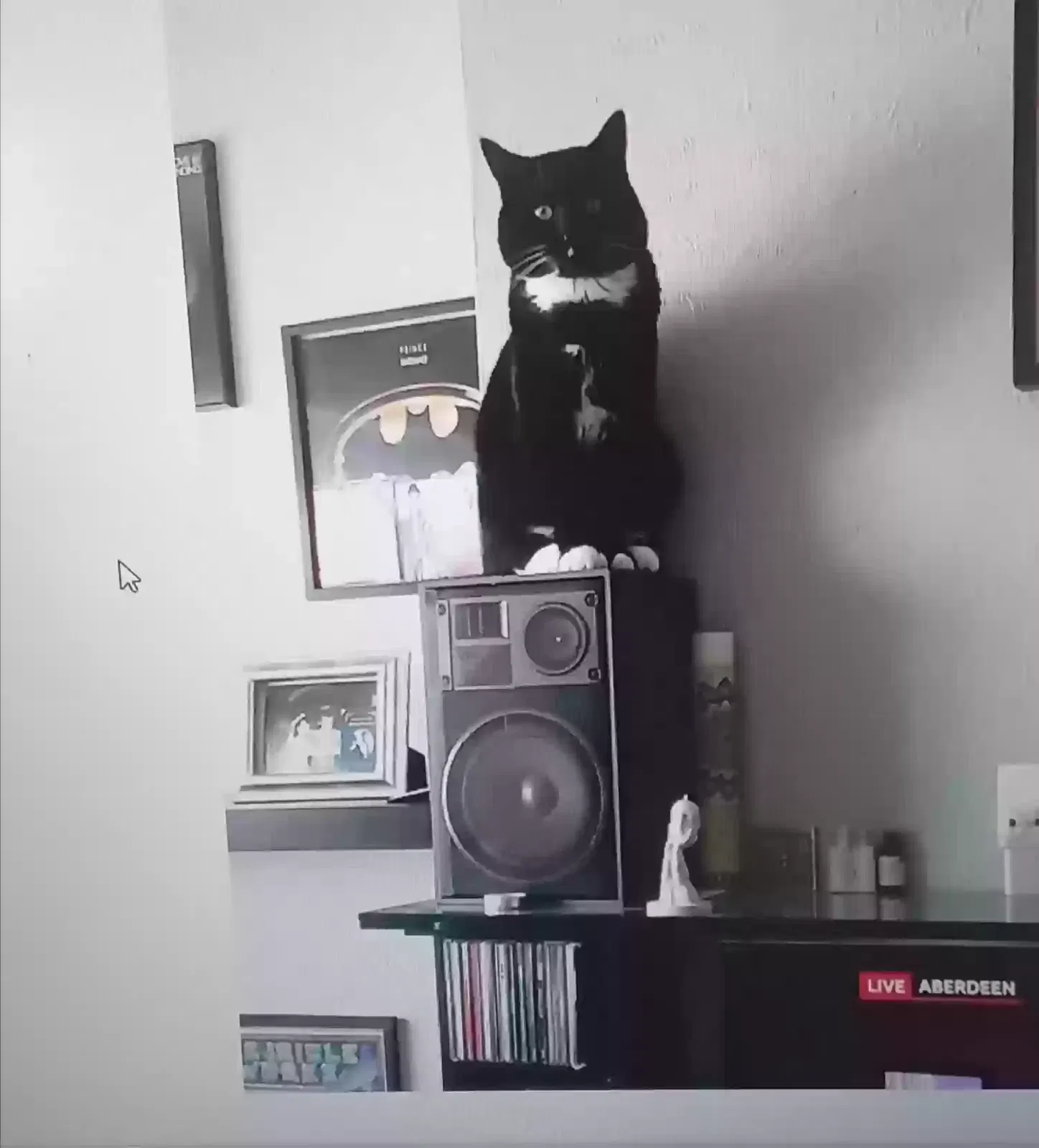 Mogli, Unknown Cat for adoption in Glasgow, Scotland