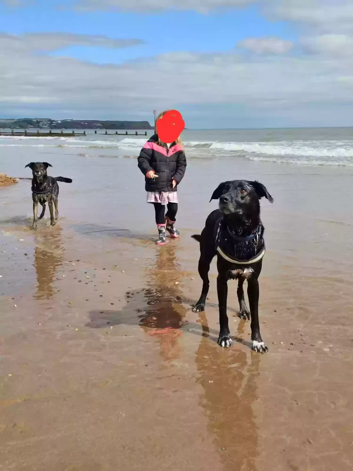 Rio, Whippet x Labrador Dog for adoption in Exeter, England