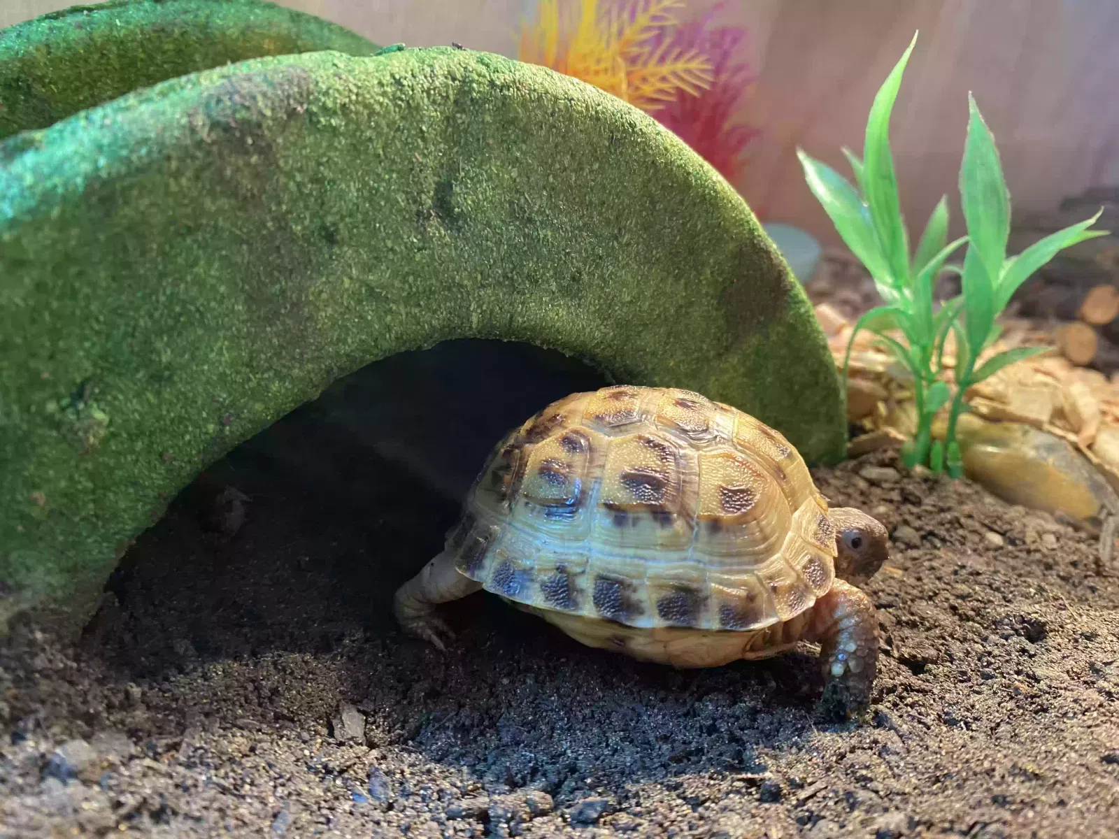 Digby, Tortoise Reptile for adoption in Southampton, England