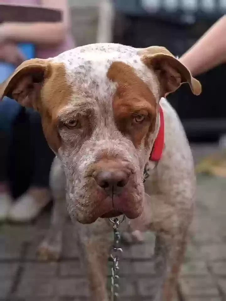 Teddy, Dogue de Bordeaux Dog for adoption in Canterbury, England
