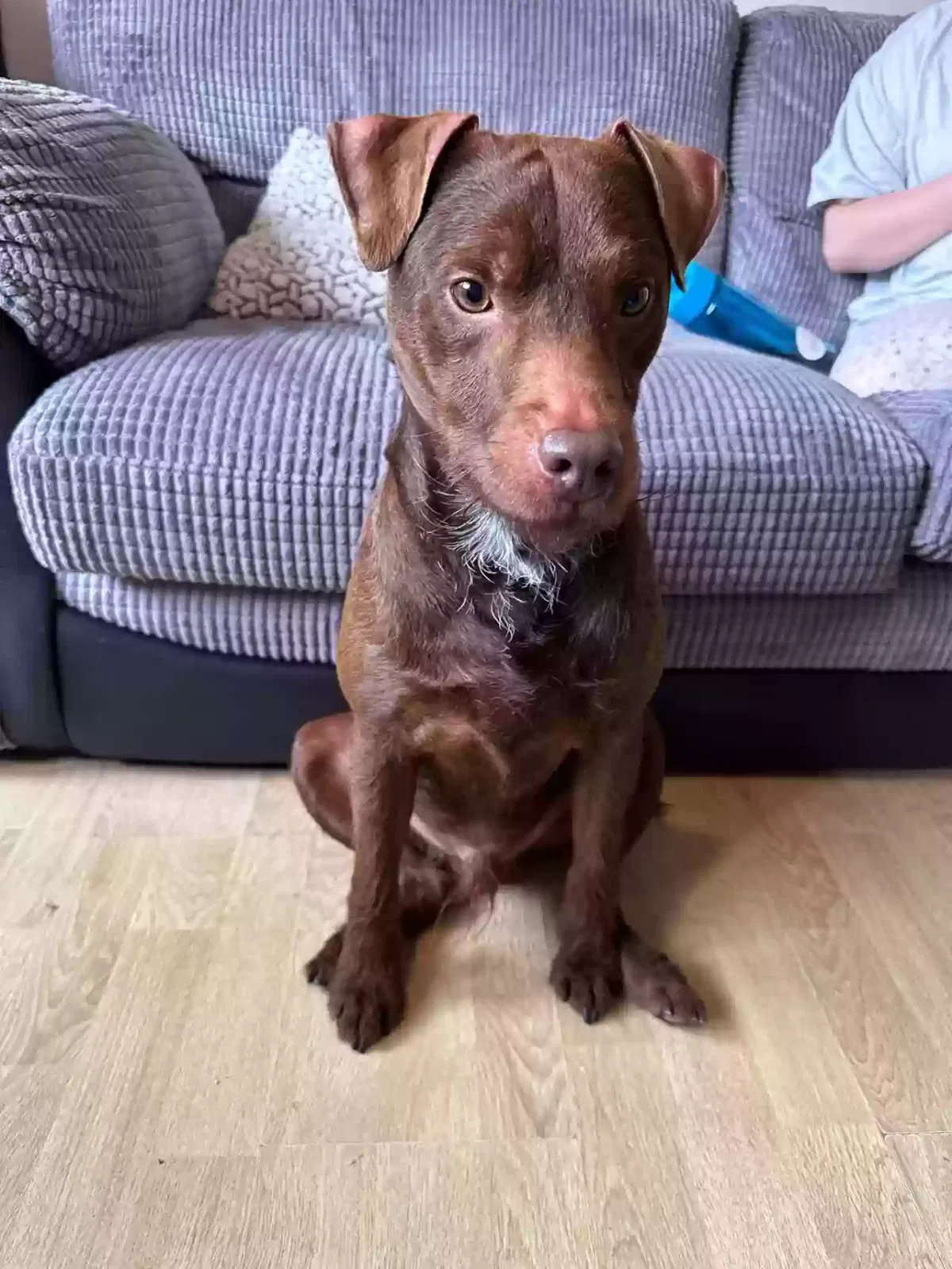 Toby, Patterdale terrier Dog for adoption in Cardiff, Wales