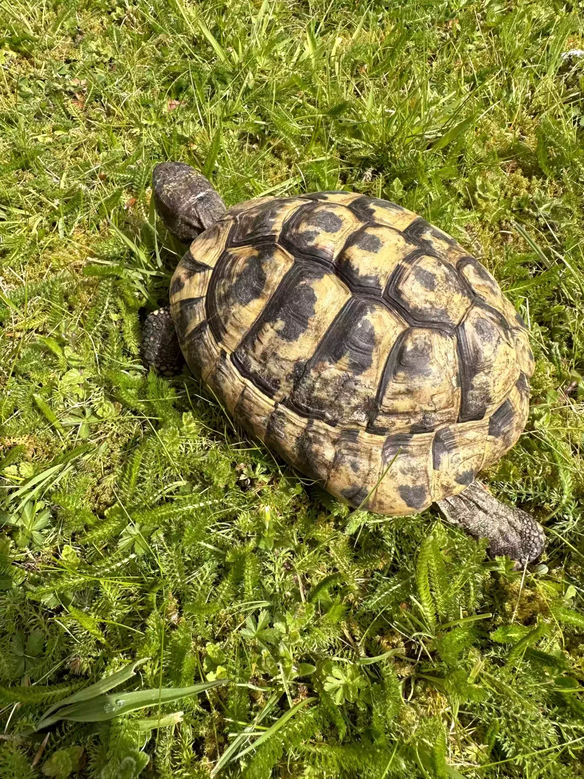 Reptile, Herman’s tortoise Reptile for adoption in Southampton, England