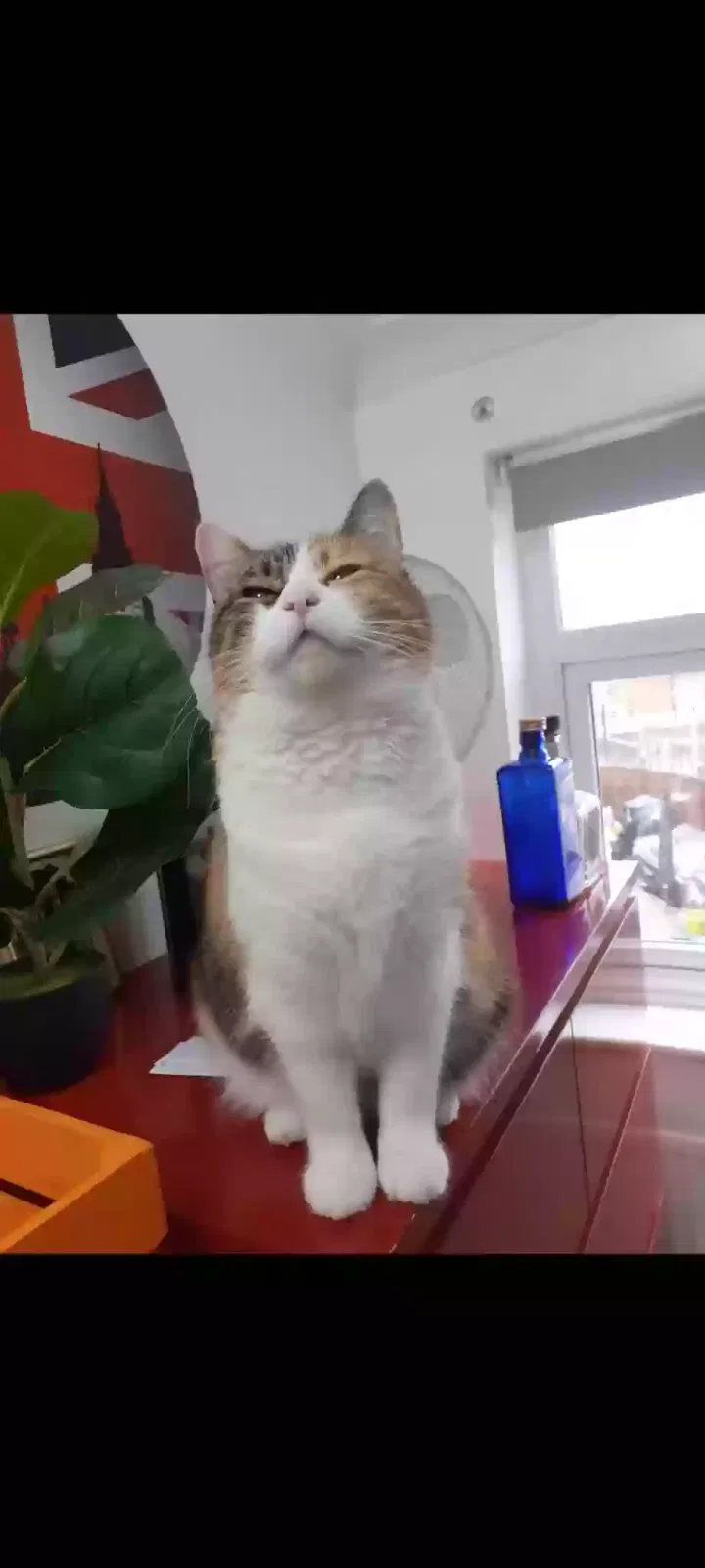 Cinnamon, Unknown Cat for adoption in Bristol, England